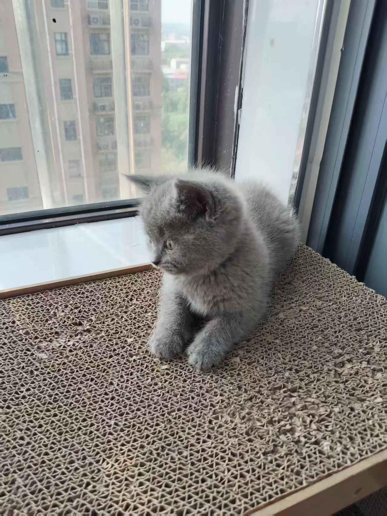 英短蓝猫,两只可挑,抱窝优惠